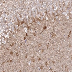 Shisa-4 Antibody, Novus Biologicals:Antibodies:Primary Antibodies